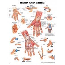 The Hand & Wrist Chart
