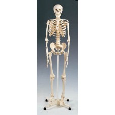 Skeleton Model Plastic