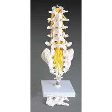 Flexible Lumbar Vertebral Column